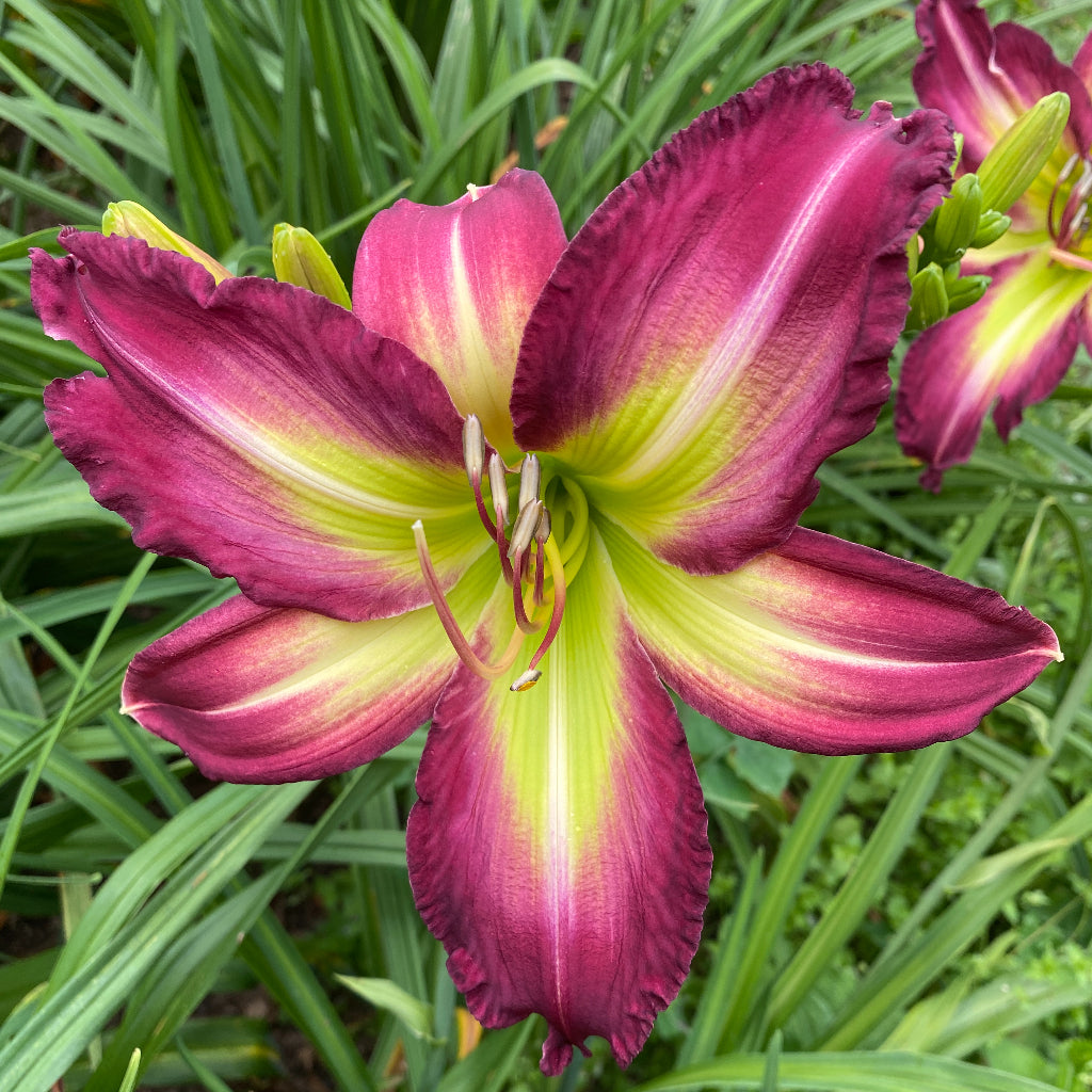 Hemerocallis