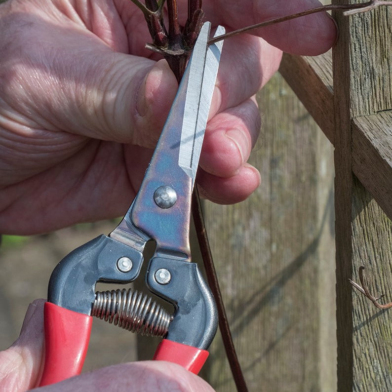 ARS 300L Pointed Fruit Pruners