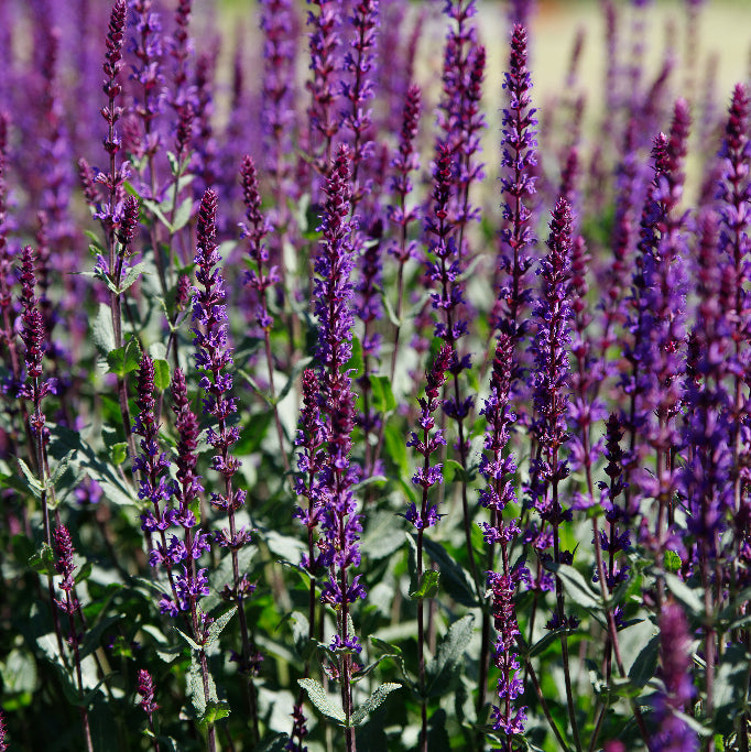 Salvia nemorosa 'Caradonna'