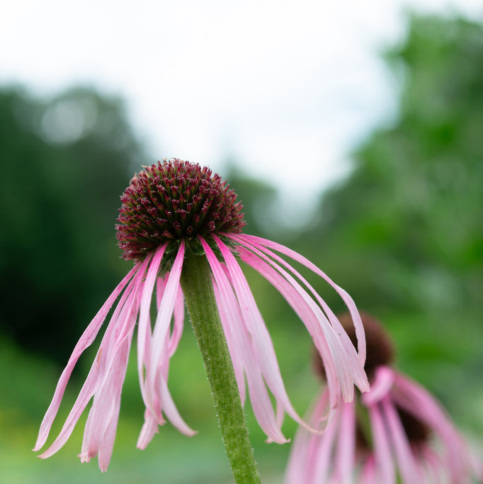 Echinacea pallida
