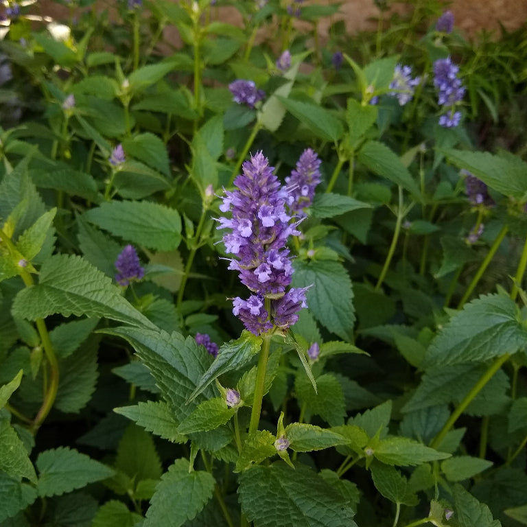 Agastache 'Black Adder'