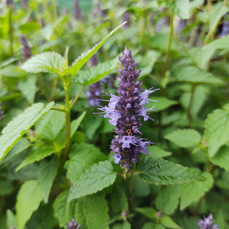 Agastache rugosa 'Little Adder'