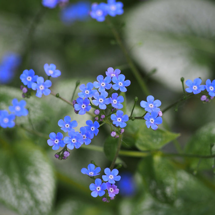 Brunnera macrophylla