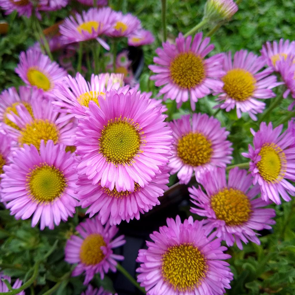 Erigeron 'Sea Breeze'