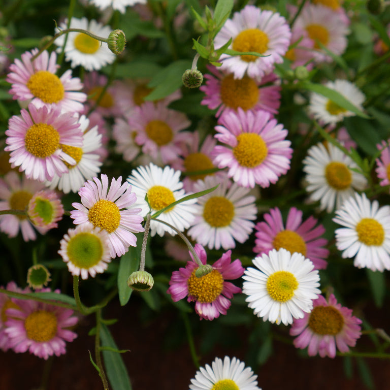 Erigeron karvinskianus