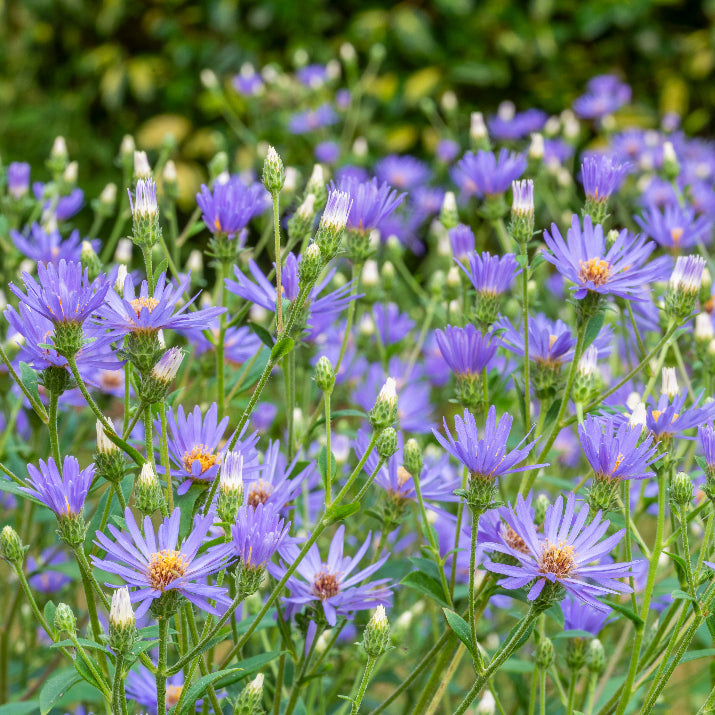 Eurybia x herveyi (Aster Twilight)
