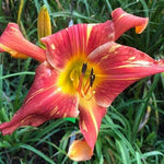 Hemerocallis Explosion in the Paint Factory