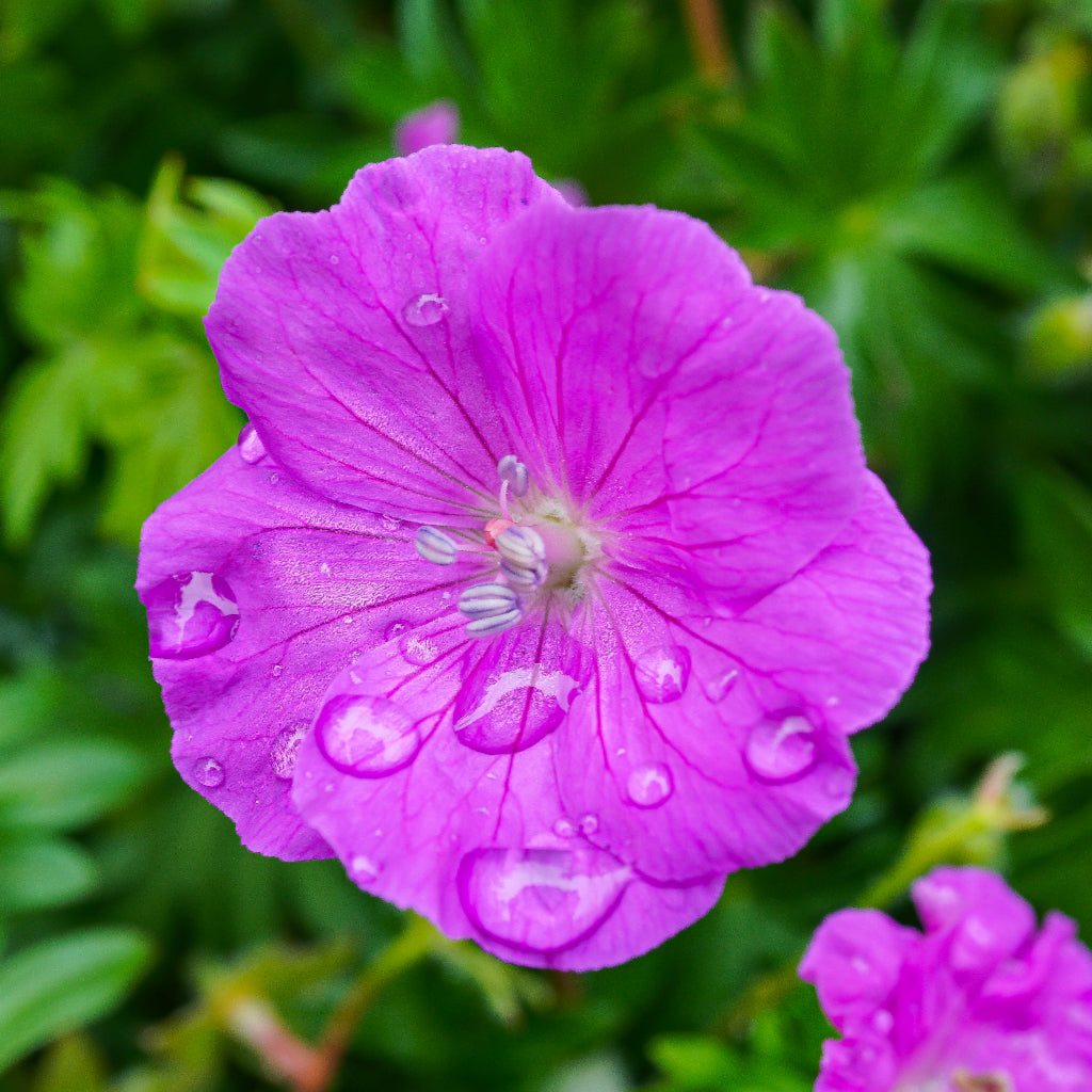 Geranium Tiny Monster