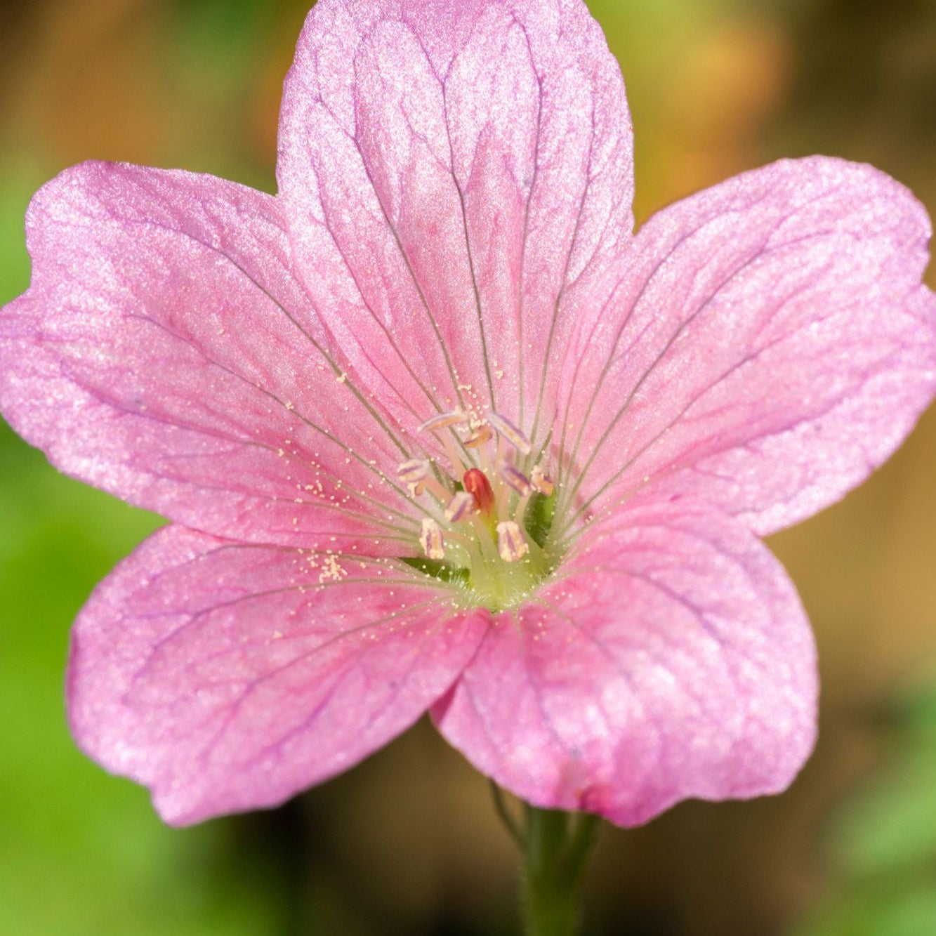 Geranium x oxonianum 'Wargrave Pink'