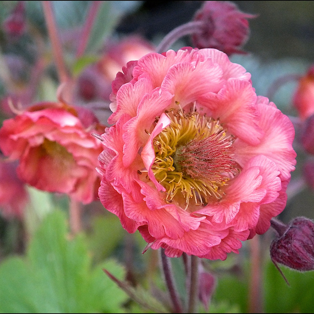 Geum 'Pink Petticoats'