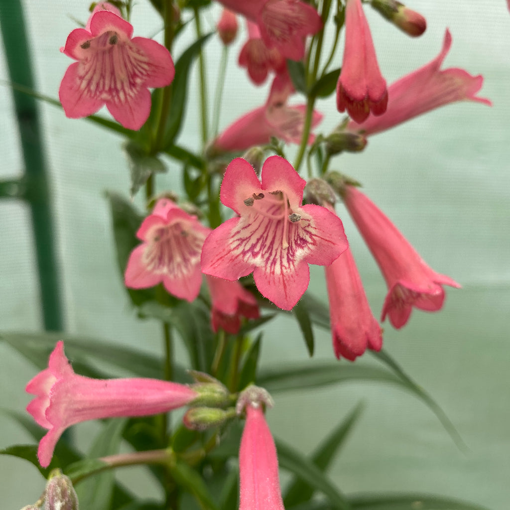 Penstemon Pershore Pink Lady