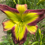 Hemerocallis 'Emerald Starburst'
