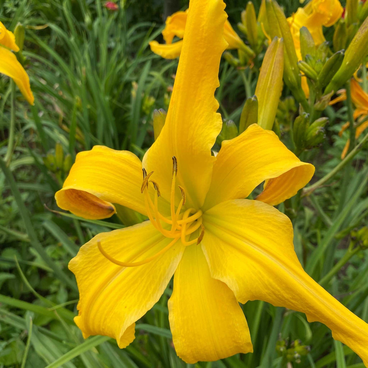 Hemerocallis Wiggly Piggly