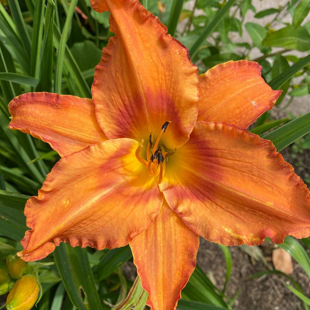 Hemerocallis Music Monkey