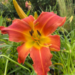 Hemerocallis Mister Monopoly