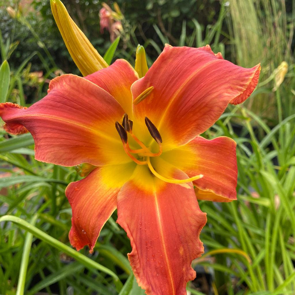 Hemerocallis Mister Monopoly