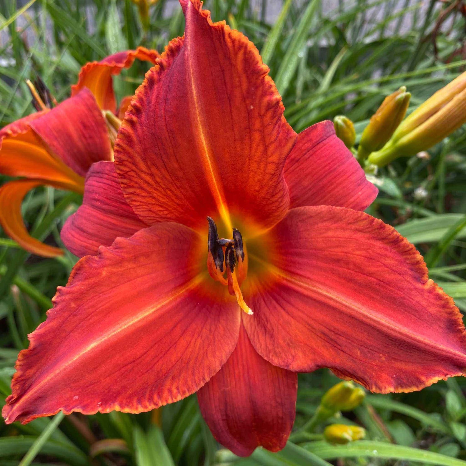 Hemerocallis Bob Marley