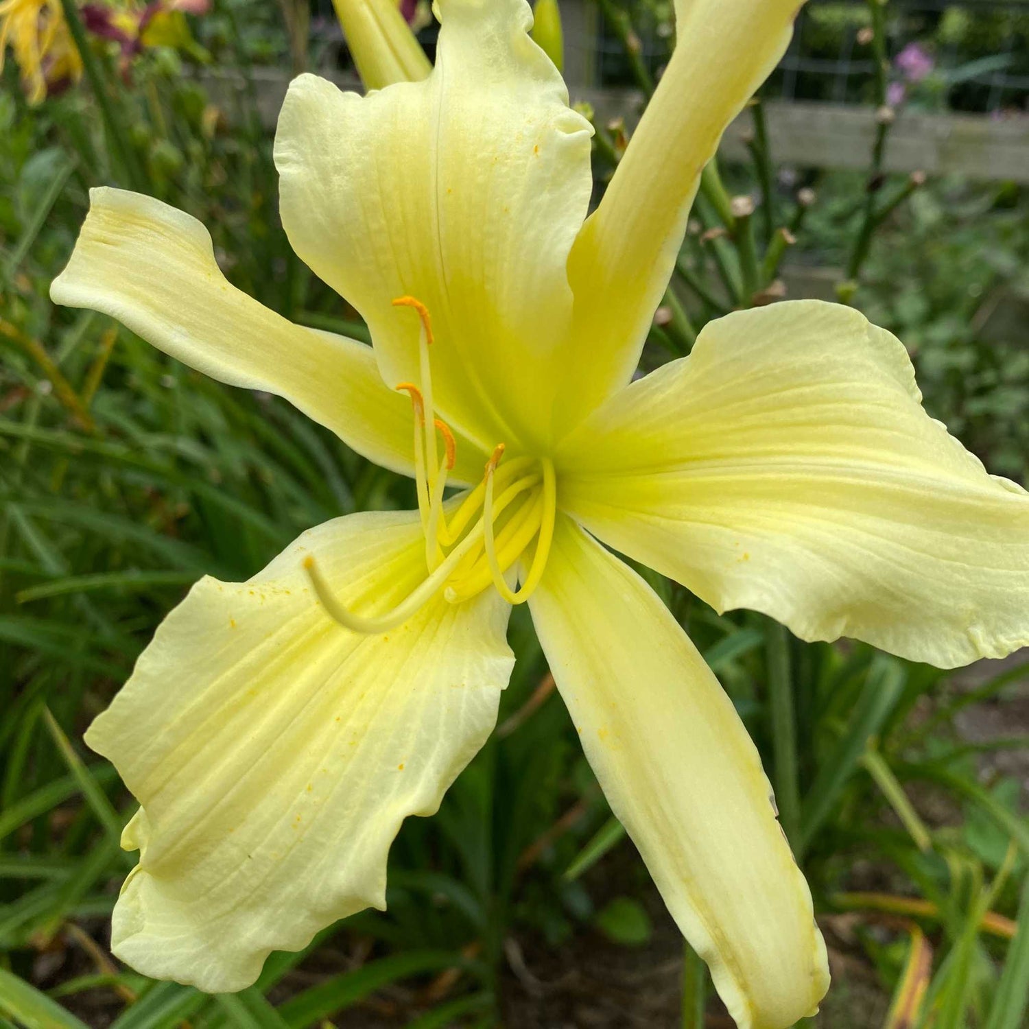 Hemerocallis Heavenly Flight of Angels