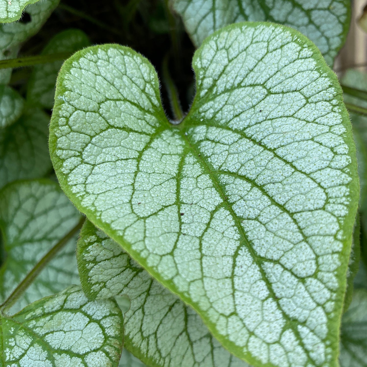 Brunnera macrophylla