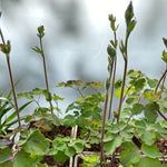 Aquilegia 'Black Barlow'