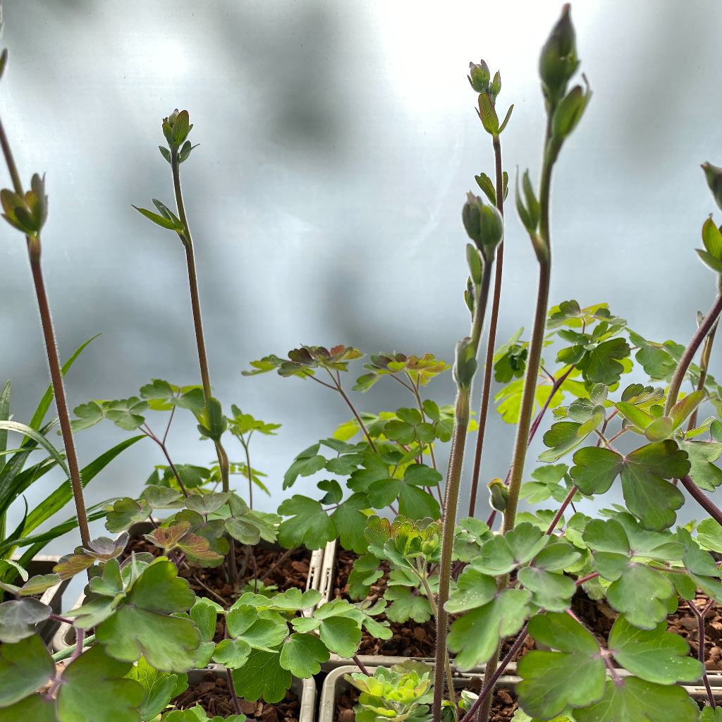 Aquilegia 'Black Barlow'