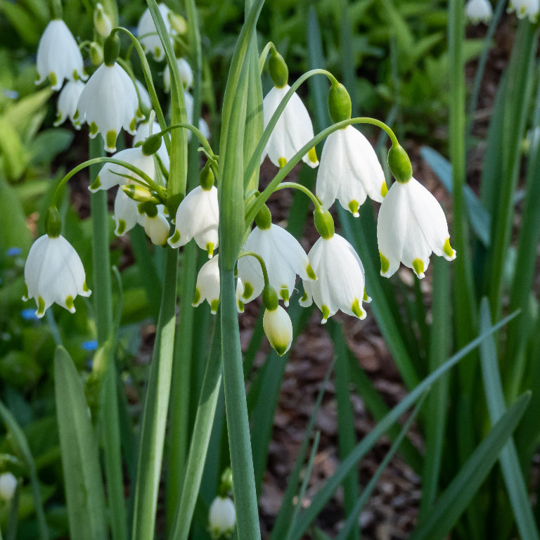 Leucojum aestivum Gravetye Giant