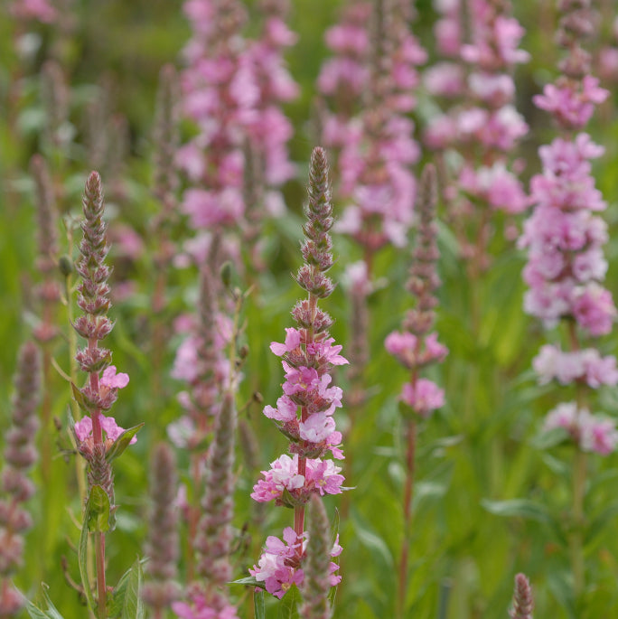 Lythrum salicaria 'Blush'