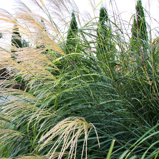Miscanthus sinensis 'Gracillimus'