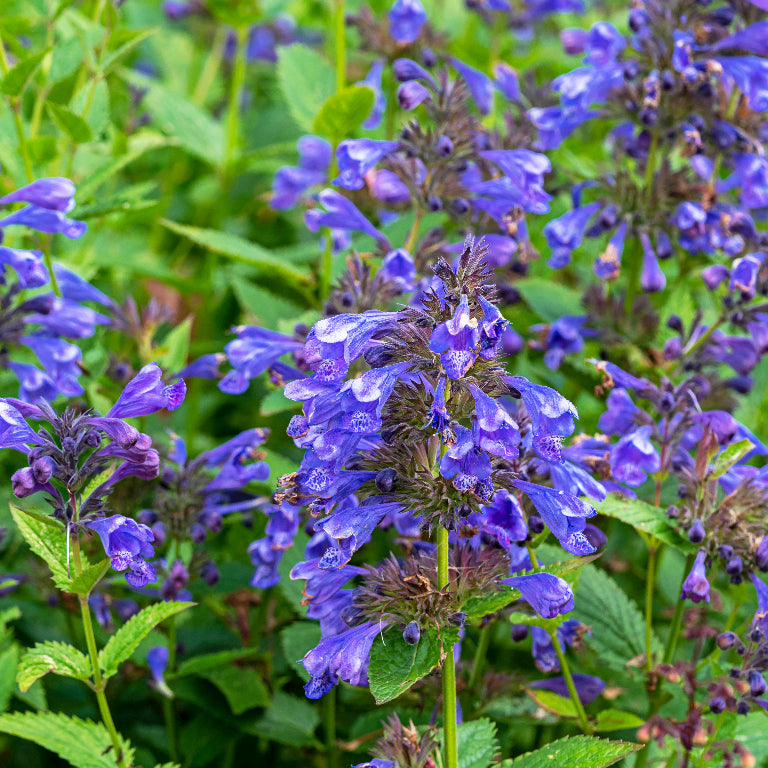 Nepeta 'Blue Dragon'