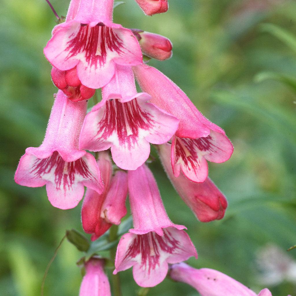 Penstemon Hidcote Pink