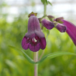 Penstemon Pensham Plum Jerkum