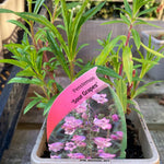 Penstemon 'Sour Grapes'
