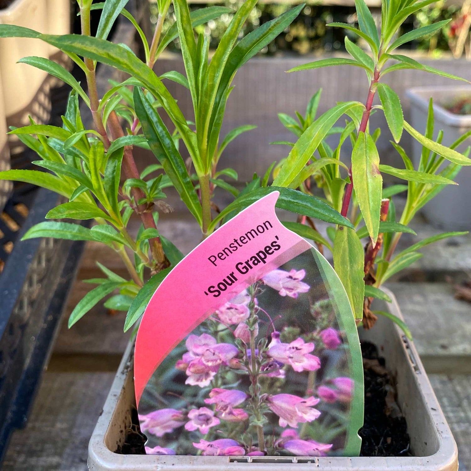 Penstemon 'Sour Grapes'
