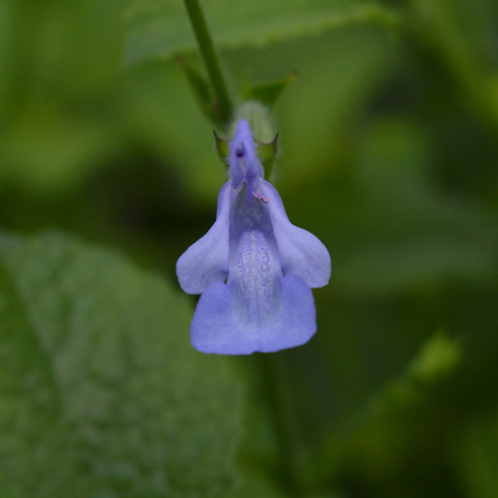 Salvia 'African Sky'