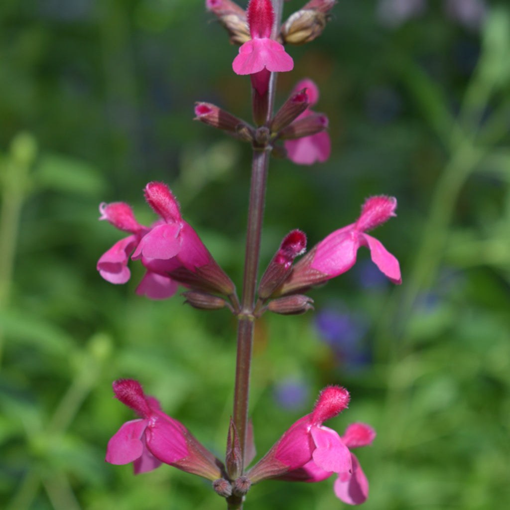 Salvia Mulberry Jam