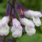 Salvia Phyllis Fancy