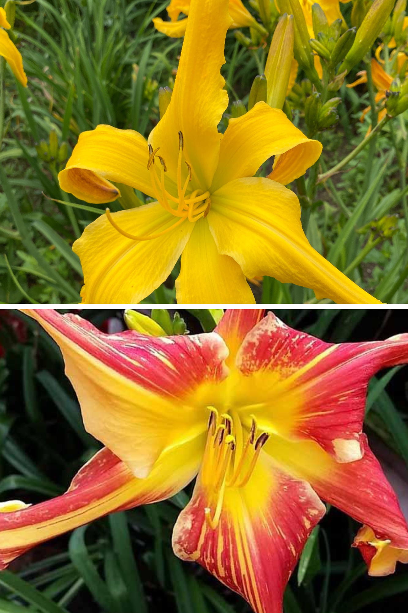 Daylily Seedling 'Wiggly Piggly' x 'Explosion in the Paint Factory'