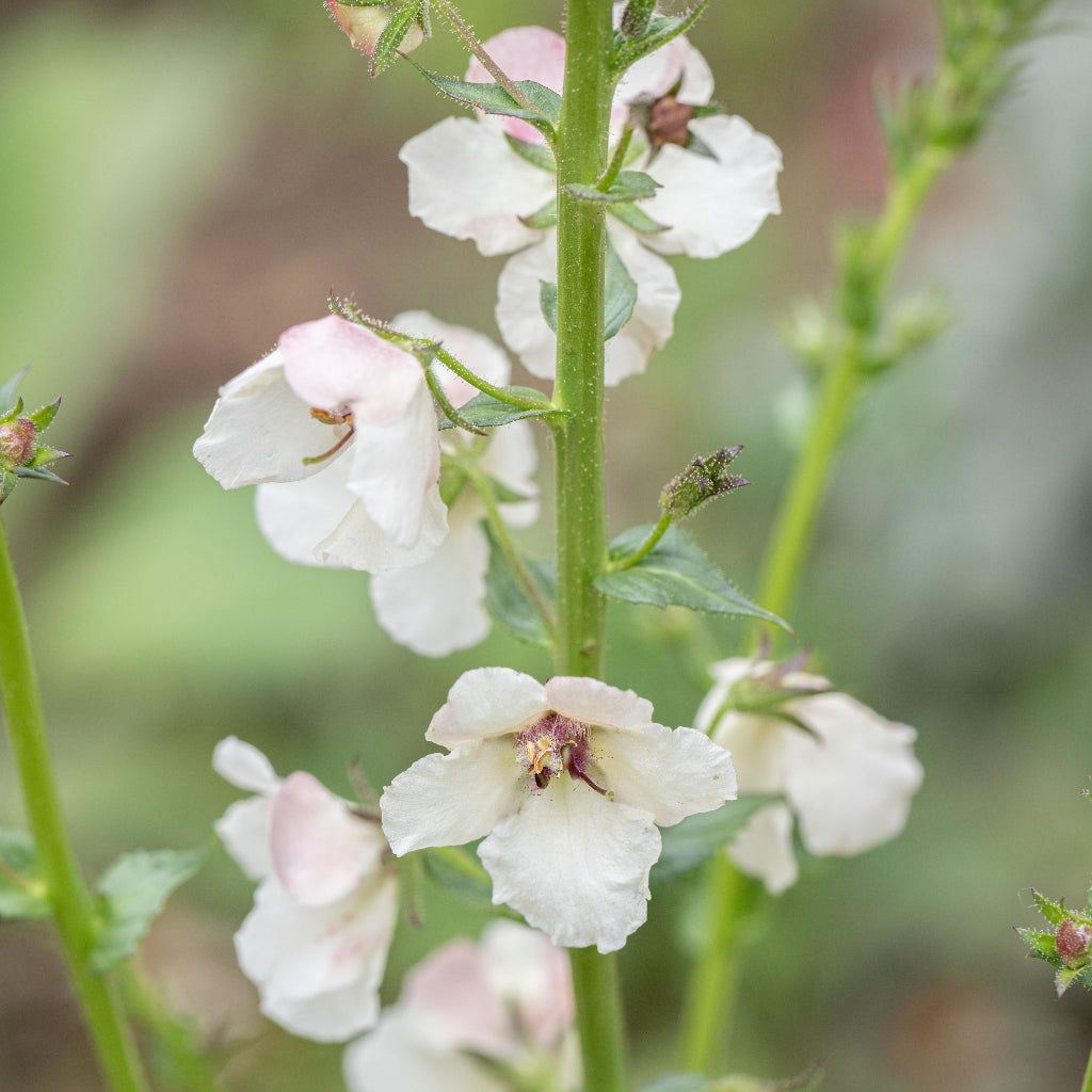 Verbascum blattaria 'Albiflorum'