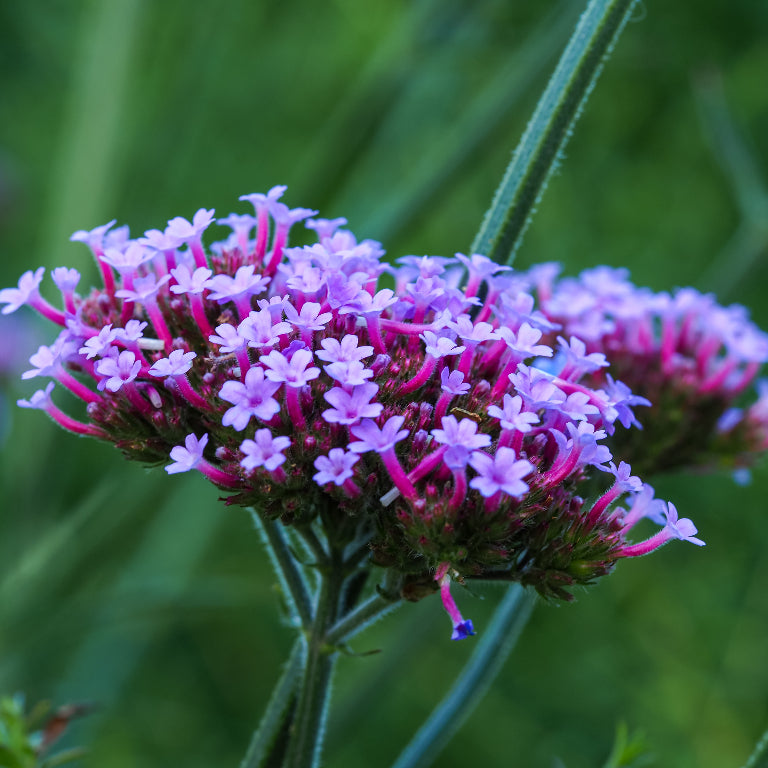 Verbena bonariensis 'Lollipop'