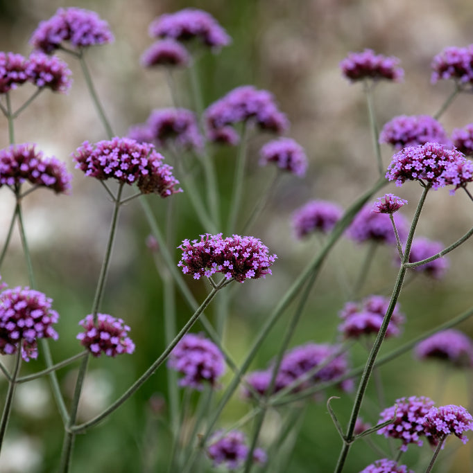 Verbena bonariensis