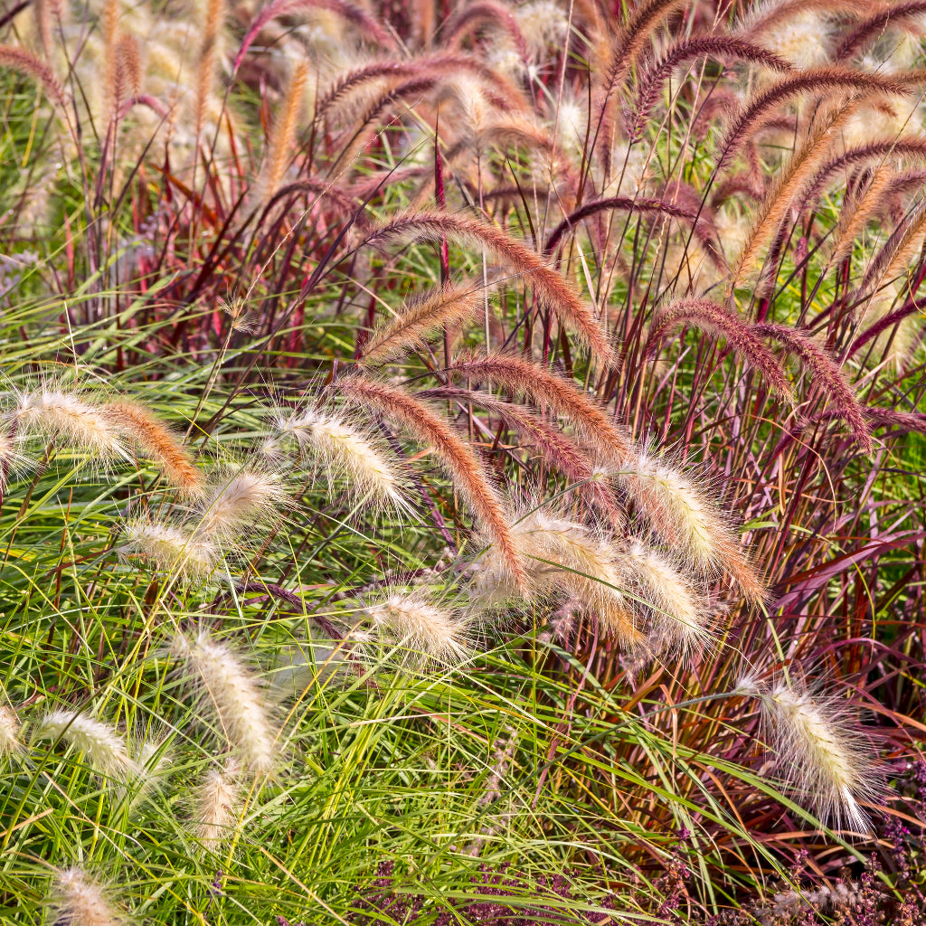 Ornamental Grasses