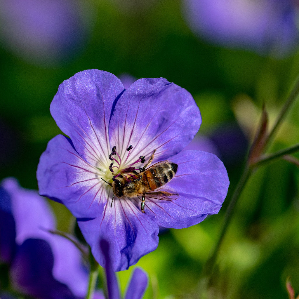 Geraniums