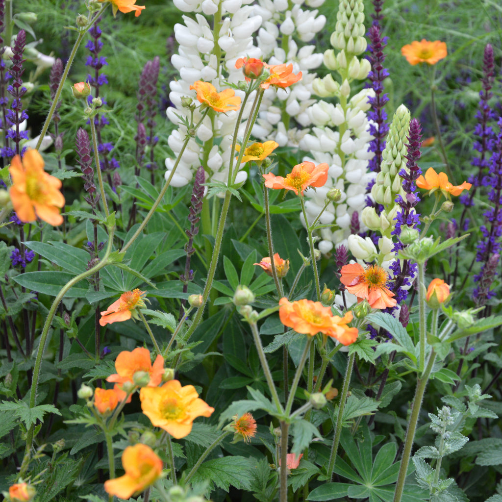 Herbaceous Perennials