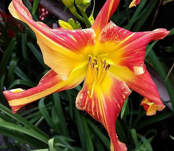 Hemerocallis