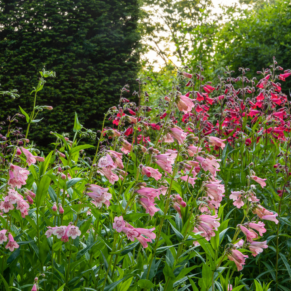 Penstemon