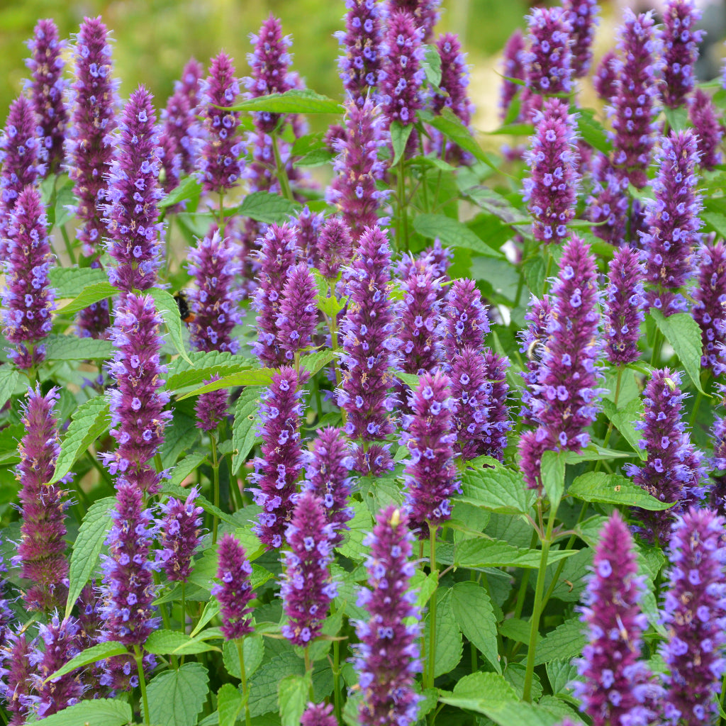Agastache 'Beelicious Purple'