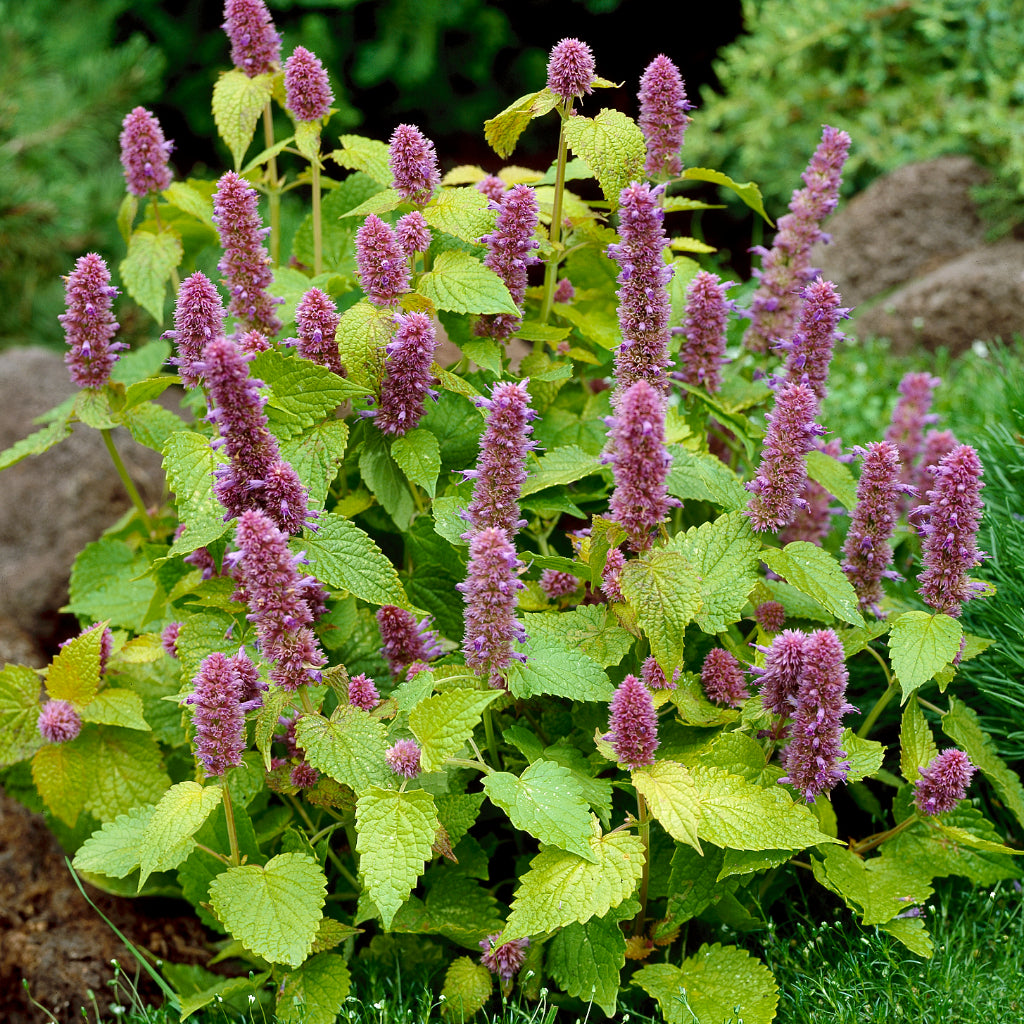 Agastache foeniculum 'Golden Jubilee'