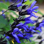 Salvia guaranitica Black & Blue