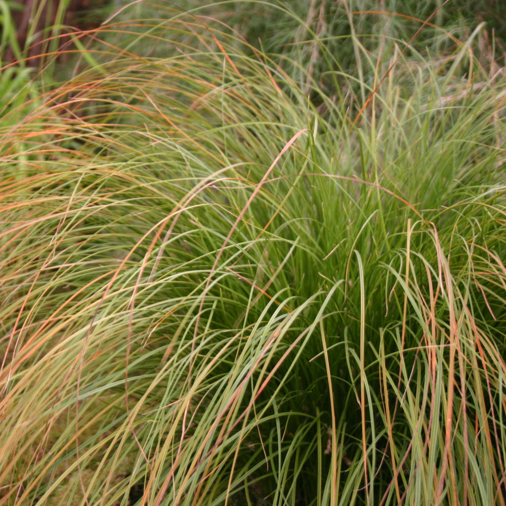 Carex testacea