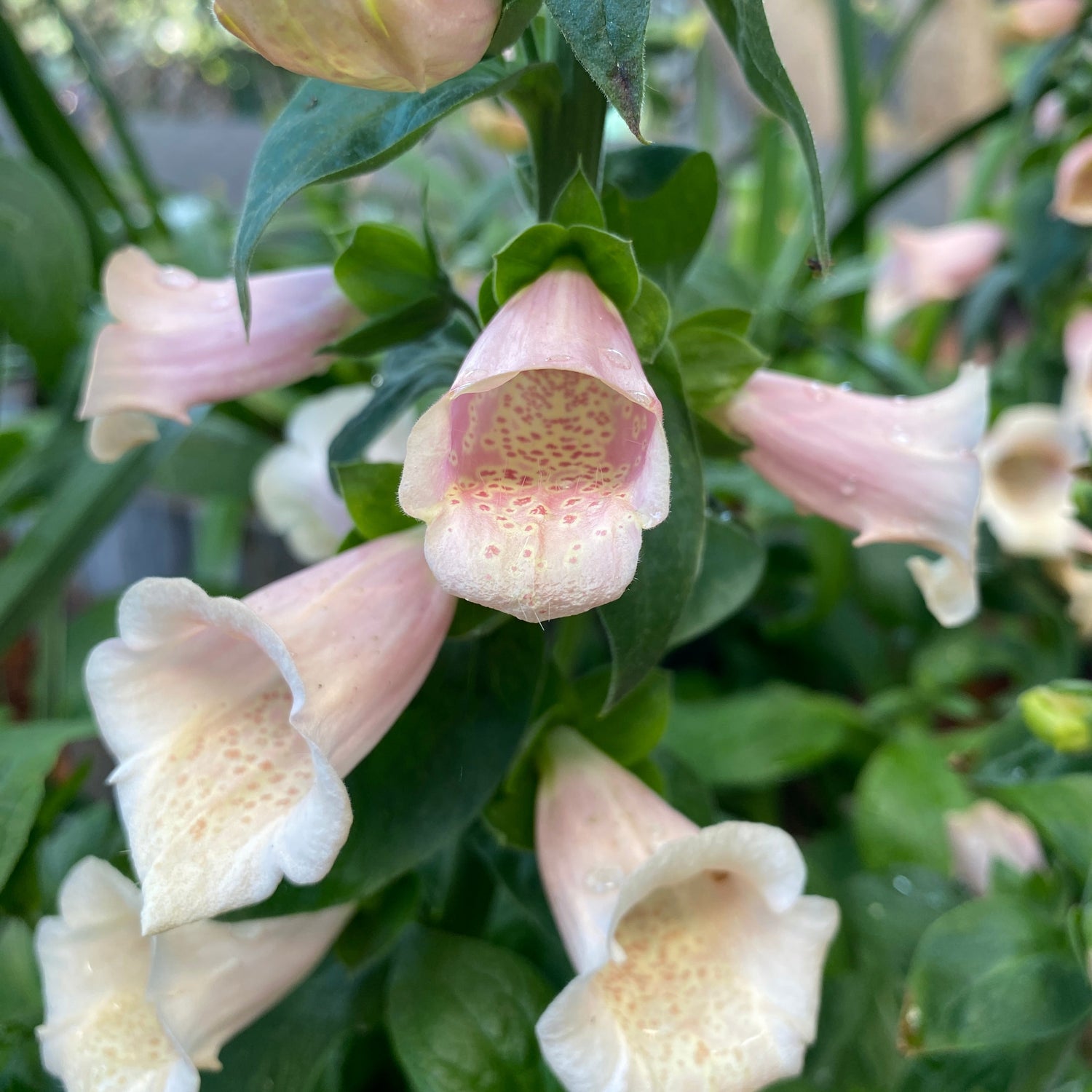 Digitalis purp. 'Dalmatian Peach'